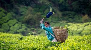 An example of what an intricate labyrinth of camellia sinensis bushes a tea plantation can be. Cameron Highlands Day Tour Klook Uk