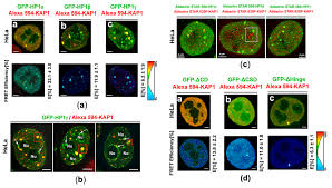 Calcium crimson (calcium bound) calcium green calcium orange calcium sensor dye efluor 514 cascade blue cascade yellow cell mask green cell proliferation dye efluor. Cells Free Full Text Dna Damage Changes Distribution Pattern And Levels Of Hp1 Protein Isoforms In The Nucleolus And Increases Phosphorylation Of Hp1b Ser88 Html
