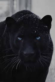 Image result for Panther Black 2001 Puma