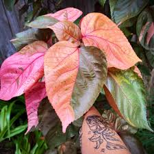 Image result for Acalypha lanceolata