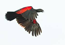 Their diet primarily consists of. Pin On Biodiversity