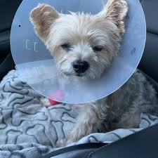 Animal hospitals, pharmaceutical research, pet grooming, pet services, nutritionists, wholesale animal health products, internal medicine doctors, dog trainers, pet boarding & sitting, pet trainers, emergency. Orange County Emergency Pet Clinic 98 Photos 477 Reviews Emergency Pet Hospital 12750 Garden Grove Blvd Garden Grove Ca Phone Number
