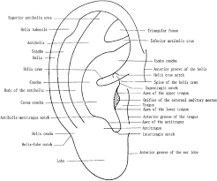 The Anterior Auricular Anatomy Download Scientific Diagram