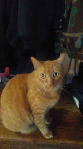 Orange tabby cat earrings : Orange Tabby Or Orange Bengal Thecatsite