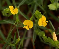 Image result for Zornia