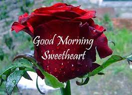 You are the finest, loveliest, tenderest, and most beautiful person i have ever known and even that is an understatement. Good Morning Images With Rose Flowers Good Morning Rose Photo Good Morning