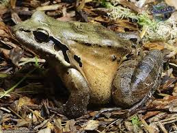 Image result for Leptaulus