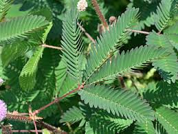 オジギソウ Mimosa Pudicaマメ科 Fabaceae オジギソウ属 三河の植物観察