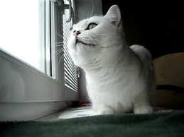 We did not find results for: Black Silver Shaded British Shorthair Cat Bijou Is This Cat Or White Lamb Youtube
