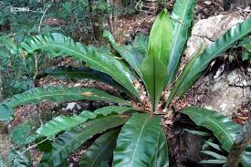 Image result for Asplenium goetzei