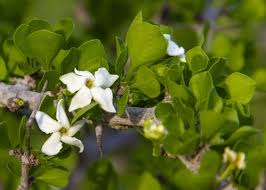 Image result for Afrocanthium pseudorandii