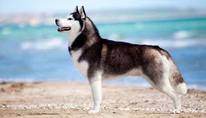 Siberian Husky Dog Breeds Purina Australia