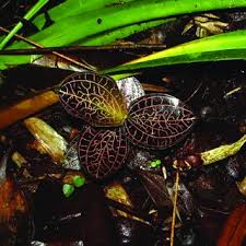 Image result for Liparis killmanniae