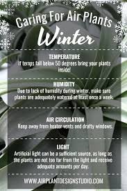 Shipping Air Plants In Colder Weather A Note To Our Valued Customers Air Plants Care Air Plants Garden Plant Stand