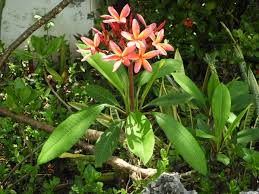 Image result for Plumeria rubra
