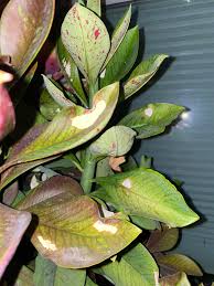 Image result for Synadenium grantii
