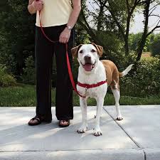 Easy Walk Harness Dog Harness Stops Dog Pulling