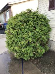Replace it once the bait dries. Help My Bush Is Infested With Black Flies There S Nothing I Or Around It That Would Attract Them Can Someone Please Tell Me How I Can Get Rid Of Them Or