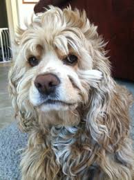 Haha Her Crazy Hair Do Love This Baby Girl Crazy Dog Lady Cocker Spaniel American Cocker Spaniel