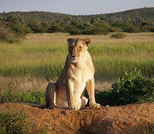 See more ideas about muscle anatomy, anatomy, massage therapy. Lion Wikipedia