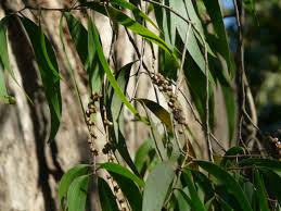Image result for Melaleuca leucadendron