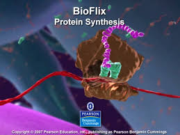 Bioflix Activity Protein Synthesis Rna Processing Protein Synthesis Chapter 17 Protein Synthesis Dna Responsible For Hereditary Information Dna Divided Into Genes Gene Sequence Of Nucleotides Ppt Download