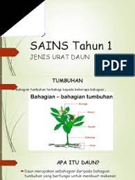 Fungsi tulang daun untuk memberi rangka supaya tidak lemas dan tegak. Presentation Science