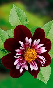 Dahlia Night Butterfly Fleurs Exotiques Idees De Jardin Fleur Graines De Fleurs