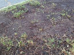 Spread the grass seed step 3: What Does Too Much Grass Seed Look Like