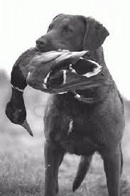Black And White Chesapeake Bay Retriever History Of Chesapeake Bay Retrievers Dogs Hunting Dogs Chesapeake Bay Retriever
