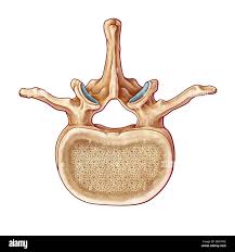 Image result for Lumbar vertebrae