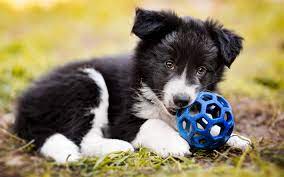 Download Wallpapers Border Collie Dog Puppy Close Up Pets Cute Animals Black Border Collie Puppy With Ball Dogs Border Collie Besthqwallpapers Com Collie Dog Border Collie Dog Border Collie