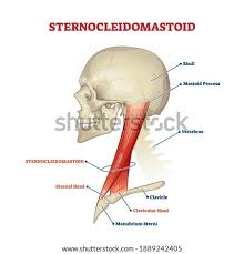 30 blank muscle diagram worksheet. Shutterstock Puzzlepix