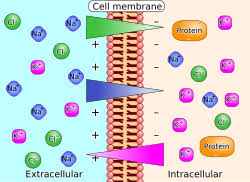 Image result for Electrolyte