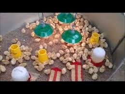 Pin Di Farm Ideas