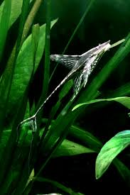 Image result for Athroisma stuhlmannii