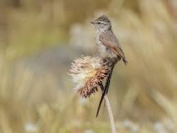 Image result for Lepidagathis pallescens