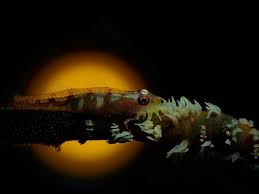 Remember that crazy road trip? Amateurs