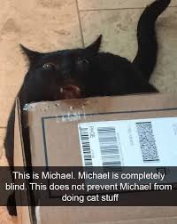 This Is Michael Michael Is Completely Blind This Does Not Prevent Michael From Doing Cat Stuff In 2020 Cat Memes Funny Animals Cute Animals