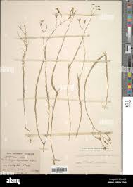 Image result for Wahlenbergia capillacea