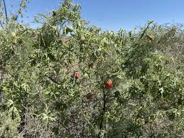 Image result for Coccinia rehmannii