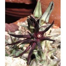 Image result for Asclepias adscendens