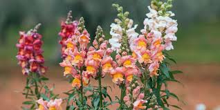 Αποτέλεσμα εικόνας για loyloydia