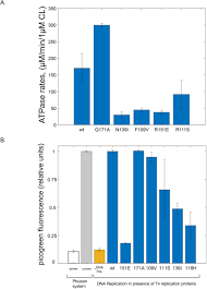 Dna mutation simulation answer key quizlet : Allosteric Communication In Dna Polymerase Clamp Loaders Relies On A Critical Hydrogen Bonded Junction Biorxiv