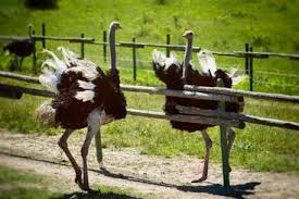 Access to these animals and/or private tours are available by. Have An Adventure Helping Out On Our Ostrich Farm And Petting Zoo Near Varna Bulgaria