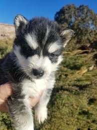Energetic siberian husky puppies colorado, denver. Looking For A New Home For My Huskys Husky Puppies For Sale Siberian Husky Puppies Siberian Husky