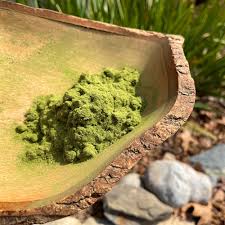 Image result for Gnetum africanum