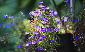 Le sanvitalia retombant représente une plante vivace qui est cultivée comme une plante annuelle. Lobelia Bleu Fleur Vivace Plantation Entretien