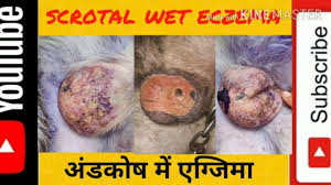Image result for scrotum dog skin peeling