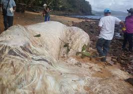 Implanted electrodes let researchers steer the animal over an obstacle course, making it twist, turn and even jump on demand. Mysterious Hairy Looking Creature Washes Up In The Philippines Asia News Asiaone